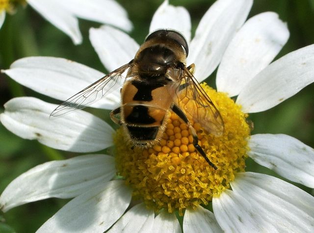 Eristalix tenax ?
